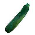 Watercolor Zucchini isolated on white background. Digital art painting