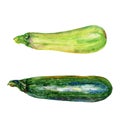 Watercolor zucchini, squash