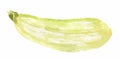 watercolor zucchini.