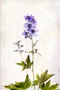 Watercolored delphinium