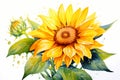 A watercolors of a yellow sunflower with green leaves and water drop Royalty Free Stock Photo
