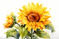 A watercolors of a yellow sunflower with green leaves and water drop Royalty Free Stock Photo