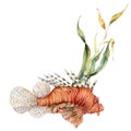 Watercolorv lionfish composition. Hand painted underwater illustration with laminaria and coral reef isolated on white