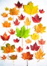 Watercolour of autumn leaves on white Royalty Free Stock Photo
