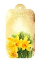 Watercolour beige label with yellow narcissus, spring flowers, old paper texture, hand drawn sketch