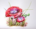 Watercolour Botanical illustration of two red cheeseburgers with blades of grass isolated on a white background. Forest