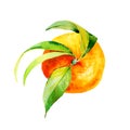 Watercolour bright sketch of ripe mandarin fruit. Watercolor illustration for any colourful design. Hand drawn mandarin Royalty Free Stock Photo