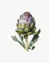 watercolor drawing of vegetables, healthy food, vegetarian food, artichoke Royalty Free Stock Photo