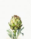 watercolor drawing of vegetables, healthy food, vegetarian food, artichoke Royalty Free Stock Photo