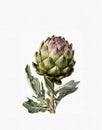 watercolor drawing of vegetables, healthy food, vegetarian food, artichoke Royalty Free Stock Photo