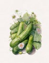watercolor drawing of vegetables, healthy food, vegetarian food, cucumber