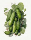 watercolor drawing of vegetables, healthy food, vegetarian food, cucumber