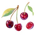 Watercolour cherry illustration. Hand drawn cherries set. Fresh sweet and tasty cherries. Bright and fresh illustration