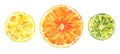 Watercolour citrus fruits, lemon, orange and lime, hand drawing, isolated on white