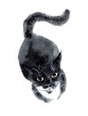 Watercolour Cute Black Cat Painting Illustration