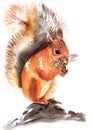 Watercolour Cute Brown Squirrel Painting Illustration