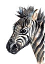 Watercolour Cute Zebra Portrait Painting Illustration