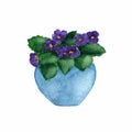 Watercolour drawing of blooming violet in a flowerpot