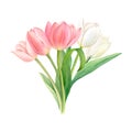 Watercolour drawing of a bouquet of white and pink tulips, hand-drawn illustration on white background. Royalty Free Stock Photo