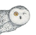 Watercolour drawing of cute winking snowy owl, peeking around the corner.