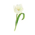 Watercolour drawing of opened white tulip flower with curved leaf isolated on a white background