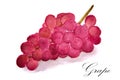 watercolour drawing of red grapes