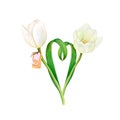 Watercolour drawing of two nice beautiful white tulips with heart-shaped connected leaves and a name tag on white