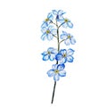 Watercolour drawing of Ukranian wildflower forget-me-not