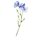 Watercolour drawing of Ukranian wildflower forget-me-not