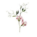 Watercolour drawing of Ukranian wildflower pea