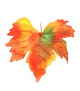 Watercolour autumn grape vine leaf, isolated on a white background Royalty Free Stock Photo