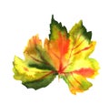 Watercolour autumn grape vine leaf, isolated on a white background Royalty Free Stock Photo