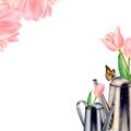 Watercolour drawn pictire of metal watering cans with beautiful pink tulip flowers in them, butterfy and tulip heads on