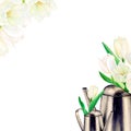 Watercolour drawn pictire of metal watering cans with beautiful white tulip flowers in them, butterfy and tulip heads on