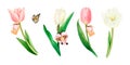 Watercolour drawn set of four pink and white tulips isolated with name tag, heart decoration, butterfly on white