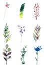 Watercolour field plants