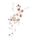 Watercolour floral composition on white. Pink, beige, brown dry eucalyptus branches, leaves, butterfly, golden element