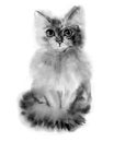 Watercolour gray fluffy cat portrait. Hand drawn illustration Royalty Free Stock Photo