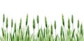 Watercolour Green Wheat Grass Background. Cereal Meadow Plant Watercolor illustration on white background.