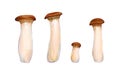 Watercolor hand drawn King Oyster mushroom set, isolated on white background