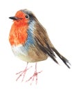 Watercolour hand painted bird robin. Bright illustration isolated element on white background. Orange blue and brown colours feat. Royalty Free Stock Photo