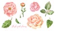 Watercolour hand painted floral set. Blush pink ranunculus, english roses and green leaves, isolated