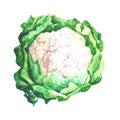 Watercolour hand painted illustration of cauliflower. Royalty Free Stock Photo