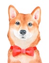 Watercolour illustration of beautiful Shiba Inu Dog wearing festive bright red silk neck bow.