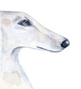 Watercolour illustration of Borzoi Hunting Sighthound.