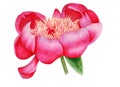 Pink peony bud