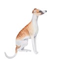 Watercolour illustration of cute curious whippet puppy of orange color with black stripes and beautiful attentive eyes.