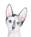 Watercolour illustration of cute little Devon Rex cat with large ears anf green eyes.