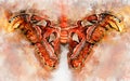 Watercolour illustration of exotical Atlas moth Royalty Free Stock Photo