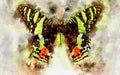 Watercolour illustration of exotical Madagascan sunset moth Royalty Free Stock Photo